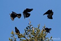Corbeau 2775